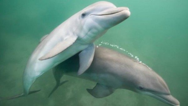 Rencontre avec dauphin marineland